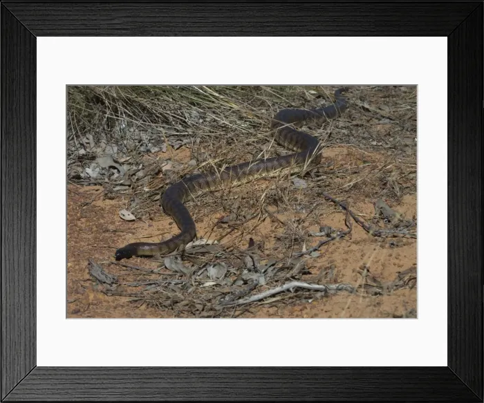 Framed Print : Black-headed Python. Photographed near the Kalumburu Rd, Kimberleys, Western Australia. An inhabitant of drier regions of northern Australia, in seasonally arid selerophyll forests and rocky hills