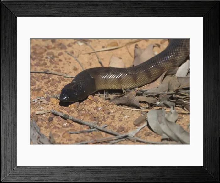 Framed Print : Black-headed Python Photographed near the Kalumburu Rd, Kimberleys, Western Australia. An inhabitant of drier regions of northern Australia, in seasonally arid selerophyll forests and rocky hills