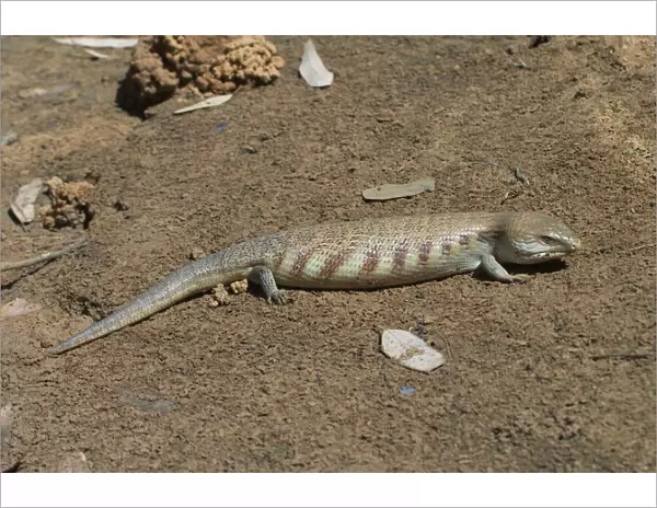 Centralian Blue Tongue Skink - Somewhat aggressive and when threatened will thrust out its blue tongue and adjust its posture to appear larger and more formidable
