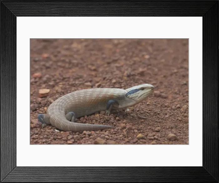 Framed Print : Centralian Blue Tongue Skink - Somewhat aggressive and when threatened will thrust out its blue tongue and adjust its posture to appear larger and more formidable Framed Print : Centralian Blue Tongue Skink - Somewhat aggressive and when threatened will thrust out its blue tongue and adjust its posture to appear larger and more formidable