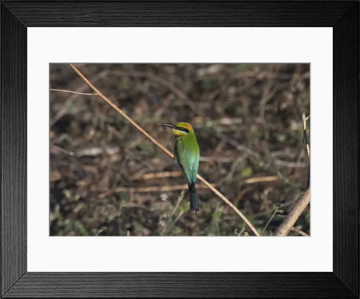 Framed Print : Rainbow Bee-eater - With bee. At Kununurra, Western Australia. Found throughout Australia. Southern birds have migrated from the north for the summer. Breeds in the north of australia where they are permanent residents Framed Print : Rainbow Bee-eater - With bee. At Kununurra, Western Australia. Found throughout Australia. Southern birds have migrated from the north for the summer. Breeds in the north of australia where they are permanent residents