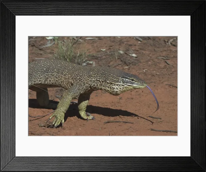 Framed Print : Perentie Goanna / Perenty Monitor Lizard - Largest Goanna in Australia. Second largest in the world. Grows up to 2. 5m. To this day a favourite food of Australian aborigines In outback Australian habitat near Lajamanu on the northern edge Framed Print : Perentie Goanna / Perenty Monitor Lizard - Largest Goanna in Australia. Second largest in the world. Grows up to 2. 5m. To this day a favourite food of Australian aborigines In outback Australian habitat near Lajamanu on the northern edge