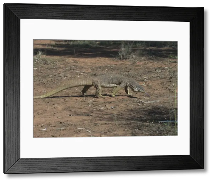 Framed Print : Perentie Goanna / Perenty Monitor Lizard - Largest Goanna in Australia. Second largest in the world. Grows up to 2. 5m. To this day a favourite food of Australian aborigines In outback Australian habitat near Lajamanu on the northern edge Framed Print : Perentie Goanna / Perenty Monitor Lizard - Largest Goanna in Australia. Second largest in the world. Grows up to 2. 5m. To this day a favourite food of Australian aborigines In outback Australian habitat near Lajamanu on the northern edge