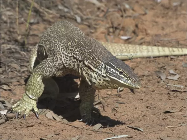 Perentie Goanna  /  Perenty Monitor Lizard - Largest Goanna in Australia. Second largest in the world. Grows up to 2. 5m. To this day a favourite food of Australian aborigines In outback Australian habitat near Lajamanu on the northern edge