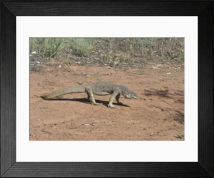 Framed Print : Perentie Goanna / Perenty Monitor Lizard - Largest Goanna in Australia. Second largest in the world. Grows up to 2. 5m. To this day a favourite food of Australian aborigines In outback Australian habitat near Lajamanu on the northern edge Framed Print : Perentie Goanna / Perenty Monitor Lizard - Largest Goanna in Australia. Second largest in the world. Grows up to 2. 5m. To this day a favourite food of Australian aborigines In outback Australian habitat near Lajamanu on the northern edge