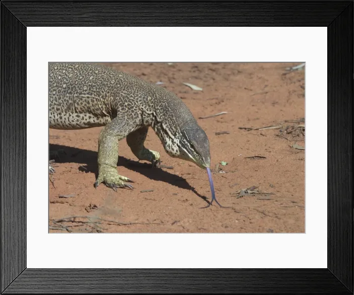 Framed Print : Perentie Goanna / Perenty Monitor Lizard - Largest Goanna in Australia. Second largest in the world. Grows up to 2. 5m. To this day a favourite food of Australian aborigines In outback Australian habitat near Lajamanu on the northern edge Framed Print : Perentie Goanna / Perenty Monitor Lizard - Largest Goanna in Australia. Second largest in the world. Grows up to 2. 5m. To this day a favourite food of Australian aborigines In outback Australian habitat near Lajamanu on the northern edge