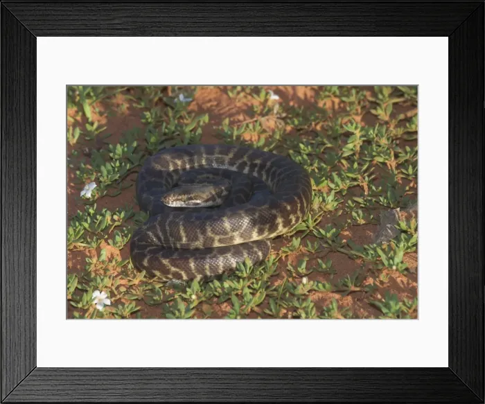Framed Print : Stimson's Python. Also known as Large-blotched Python - Feeds on small mammals, birds, reptiles and frogs. They lay 5-19 eggs each season. They are preyed upon by some raptors Framed Print : Stimson's Python. Also known as Large-blotched Python - Feeds on small mammals, birds, reptiles and frogs. They lay 5-19 eggs each season. They are preyed upon by some raptors