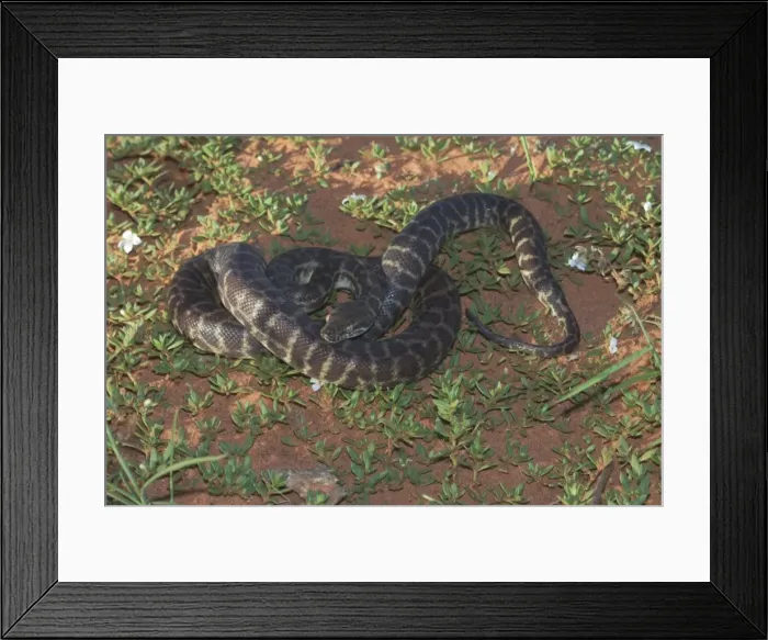 Framed Print : Stimson's Python. Also known as Large-blotched Python - Feeds on small mammals, birds, reptiles and frogs. They lay 5-19 eggs each season. They are preyed upon by some raptors Framed Print : Stimson's Python. Also known as Large-blotched Python - Feeds on small mammals, birds, reptiles and frogs. They lay 5-19 eggs each season. They are preyed upon by some raptors