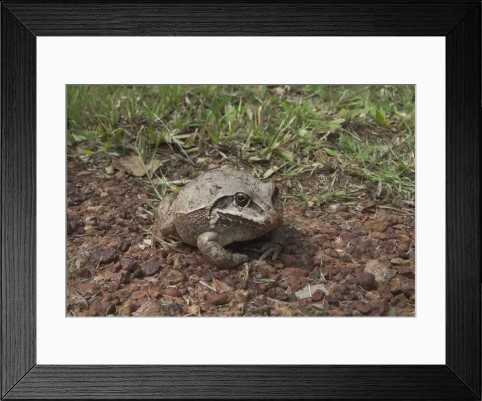Framed Print : Giant Frog - Nocturnal, A burrowing frog usually seen above ground only after rain. At Lajamanu on the northern edge of the Tanami Desert. Northern Territory, Australia Framed Print : Giant Frog - Nocturnal, A burrowing frog usually seen above ground only after rain. At Lajamanu on the northern edge of the Tanami Desert. Northern Territory, Australia
