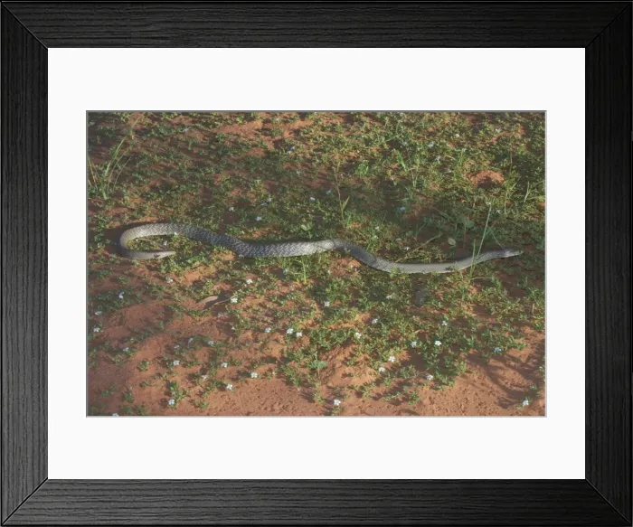 Framed Print : Western Brown Snake - An extremely dangerous fast moving snake. Variable in colour and pattern. The head varies from very pale to black. Preys on small mammals and reptiles Framed Print : Western Brown Snake - An extremely dangerous fast moving snake. Variable in colour and pattern. The head varies from very pale to black. Preys on small mammals and reptiles