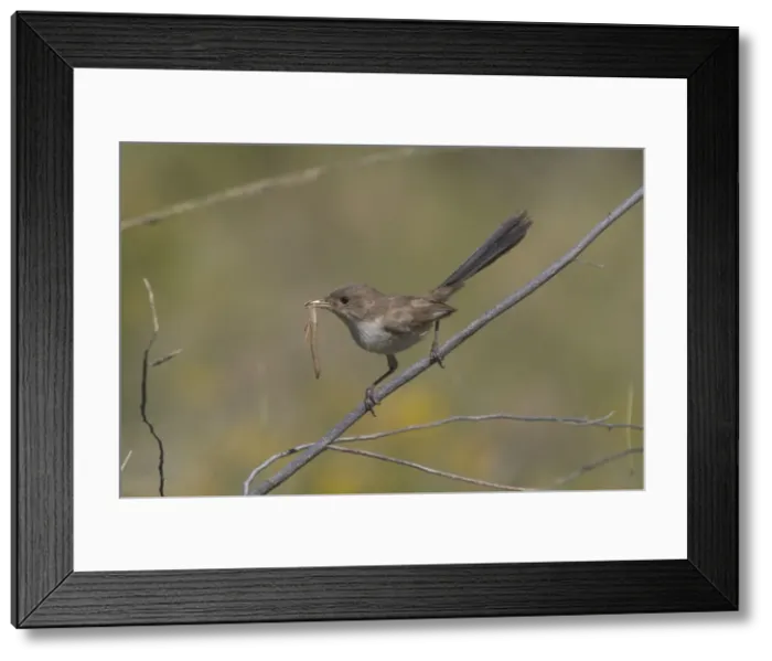 Framed Print : White-winged Fairy-wren At Lajamanu an aboriginal settlement on the northern edge of the Tanami Desert. Northern Territory, Australia. Found throughout most of the interior of Australia reaching the coast only in the west Framed Print : White-winged Fairy-wren At Lajamanu an aboriginal settlement on the northern edge of the Tanami Desert. Northern Territory, Australia. Found throughout most of the interior of Australia reaching the coast only in the west