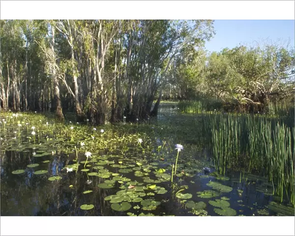 Kakadu National Park, Australia - Scene in the wetlands of Yellow Waters, Cooinda, in Kakadu National Park. A World Heritage listed National Park with wetlands of International Importance (Ramsar Convention)