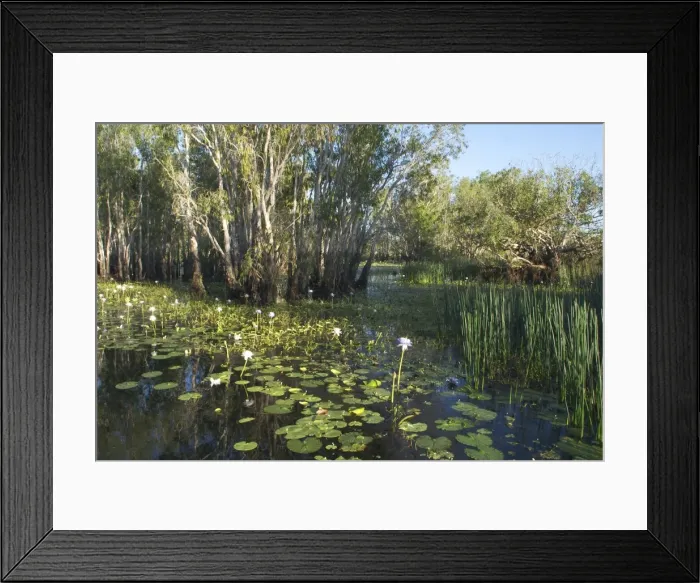 Framed Print : Kakadu National Park, Australia - Scene in the wetlands of Yellow Waters, Cooinda, in Kakadu National Park. A World Heritage listed National Park with wetlands of International Importance (Ramsar Convention) Framed Print : Kakadu National Park, Australia - Scene in the wetlands of Yellow Waters, Cooinda, in Kakadu National Park. A World Heritage listed National Park with wetlands of International Importance (Ramsar Convention)