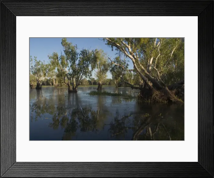 Framed Print : Kakadu National Park, Australia - Paperbark (Melaleuca sp) forest in the wetlands of Yellow Waters, Cooinda, in Kakadu National Park. A World Heritage listed National Park with wetlands of International Importance (Ramsar Convention) Framed Print : Kakadu National Park, Australia - Paperbark (Melaleuca sp) forest in the wetlands of Yellow Waters, Cooinda, in Kakadu National Park. A World Heritage listed National Park with wetlands of International Importance (Ramsar Convention)