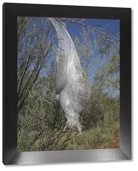 Processionary Caterpillar Nest Bag - Also known as Bag Shelter Moths, Boree Moths and Brown Tails. Numerous caterpillars all walk head to tail touching the caterpillar in front and following a thread of silk laid down by the caterpillar in front