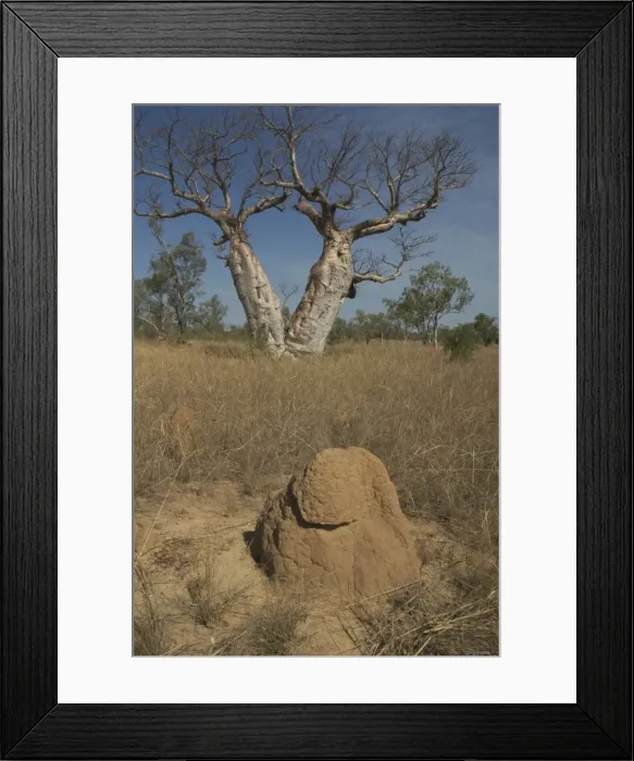 Framed Print : Twin Baobab Trees - and termite mound. Known as Boab Tree in Australia where it is the only species. Named after the explorer A. C. Gregory. All leaves are shed in the dry season. The large white flowers occur in the wet season Framed Print : Twin Baobab Trees - and termite mound. Known as Boab Tree in Australia where it is the only species. Named after the explorer A. C. Gregory. All leaves are shed in the dry season. The large white flowers occur in the wet season