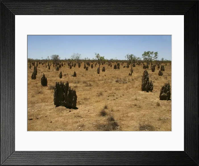 Framed Print : Termite mounds - Inside the mounds are a Queen which may live 20 years, a King and soldiers and workers. The mound is kept within a temperature range of 25 to 35 degrees Framed Print : Termite mounds - Inside the mounds are a Queen which may live 20 years, a King and soldiers and workers. The mound is kept within a temperature range of 25 to 35 degrees