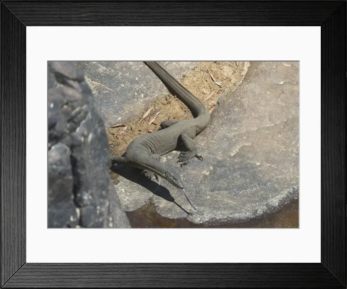 Framed Print : Mertens Water Monitor - Found along small streams and creeks in tropical northern Australia. Often seen sunning on exposed rocks. Superb swimmer, eating fish, frogs, shrimps and crabs in the Wet Season. Can hold breath for several minutes Framed Print : Mertens Water Monitor - Found along small streams and creeks in tropical northern Australia. Often seen sunning on exposed rocks. Superb swimmer, eating fish, frogs, shrimps and crabs in the Wet Season. Can hold breath for several minutes