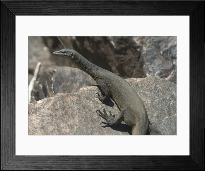 Framed Print : Mertens Water Monitor - Found along small streams and creeks in tropical northern Australia. Often seen sunning on exposed rocks. Superb swimmer, eating fish, frogs, shrimps and crabs in the Wet Season. Can hold breath for several minutes