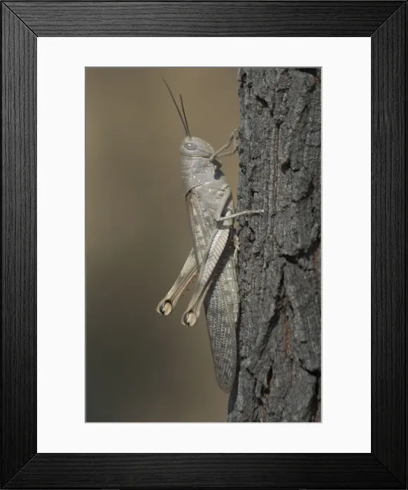 Framed Print : Giant / Hedge Grasshopper Australia's largest grasshopper females reaching 90mm. Feeds at night on hibiscus coffee and citrus where it chews on shoots and leaf edges. large infestations cause damage Framed Print : Giant / Hedge Grasshopper Australia's largest grasshopper females reaching 90mm. Feeds at night on hibiscus coffee and citrus where it chews on shoots and leaf edges. large infestations cause damage