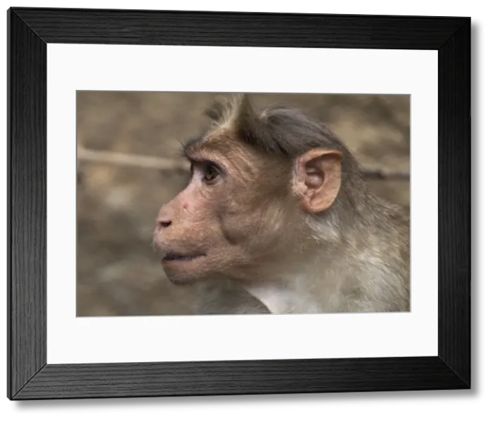 Framed Print : Rhesus Macaque or Monkey - Close up of head. Found from Afghanistan through India to northern Thailand. Their name was given to the hereditary blood antigen Rh-factor also found in humans Framed Print : Rhesus Macaque or Monkey - Close up of head. Found from Afghanistan through India to northern Thailand. Their name was given to the hereditary blood antigen Rh-factor also found in humans