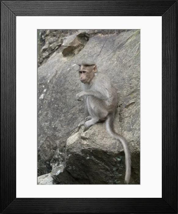 Framed Print : Rhesus Macaque or Monkey Found from Afghanistan through India to northern Thailand. Their name was given to the hereditary blood antigen Rh-factor also found in humans Framed Print : Rhesus Macaque or Monkey Found from Afghanistan through India to northern Thailand. Their name was given to the hereditary blood antigen Rh-factor also found in humans