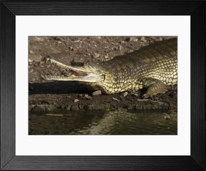 Framed Print : Gharial Inhabits north Indian rivers where it eats fish and other aquatic animals. Previously highly endangered. Conservation measures have enabled the population to increase Framed Print : Gharial Inhabits north Indian rivers where it eats fish and other aquatic animals. Previously highly endangered. Conservation measures have enabled the population to increase