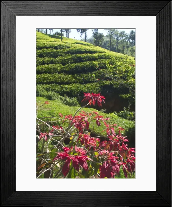Framed Print : Tea plantation Photographed near Conoor, Nilgiri Hills, Western Ghats, India, Asia Framed Print : Tea plantation Photographed near Conoor, Nilgiri Hills, Western Ghats, India, Asia