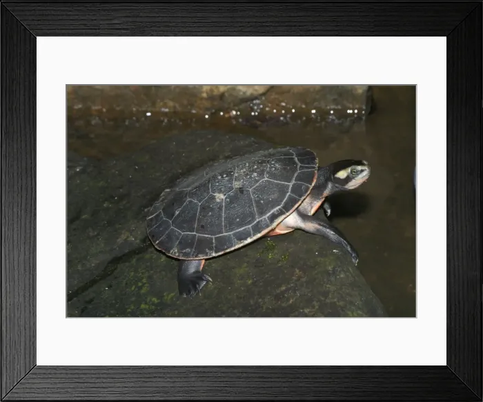 Framed Print : Red-bellied Turtle / Short-necked Turtle - Found in tropical northern Australia and New Guinea. Habitually basks out of the water Framed Print : Red-bellied Turtle / Short-necked Turtle - Found in tropical northern Australia and New Guinea. Habitually basks out of the water
