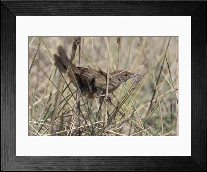 Framed Print : Spinifexbird - Restricted to spinifex, where it is difficult to observe. This Australian endemic ranges in a band from the Pilbara to western Queensland. Usually sedentary and solitary except when breeding Framed Print : Spinifexbird - Restricted to spinifex, where it is difficult to observe. This Australian endemic ranges in a band from the Pilbara to western Queensland. Usually sedentary and solitary except when breeding