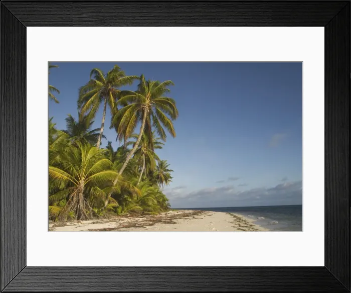 Framed Print : Coconut palms - On a deserted beach on West Island, Cocos (Keeling) Islands, Indian Ocean Framed Print : Coconut palms - On a deserted beach on West Island, Cocos (Keeling) Islands, Indian Ocean