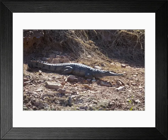 Framed Print : Freshwater / Johnston Crocodile A wild animal on the shores of Lake Argyle, in the far northeast of Western Australia Framed Print : Freshwater / Johnston Crocodile A wild animal on the shores of Lake Argyle, in the far northeast of Western Australia