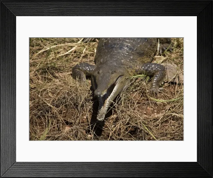 Framed Print : Freshwater / Johnston Crocodile - A wild animal on the shores of Lake Argyle Framed Print : Freshwater / Johnston Crocodile - A wild animal on the shores of Lake Argyle