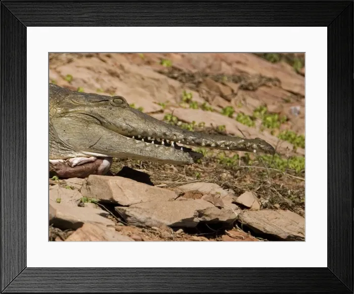 Framed Print : Freshwater / Johnston Crocodile with half lower jaw torn off A wild animal on the shores of Lake Argyle in the Kimberley in the far northeast of Western Australia. Jaw would have been torn off in a fight with a rival crocodile Framed Print : Freshwater / Johnston Crocodile with half lower jaw torn off A wild animal on the shores of Lake Argyle in the Kimberley in the far northeast of Western Australia. Jaw would have been torn off in a fight with a rival crocodile
