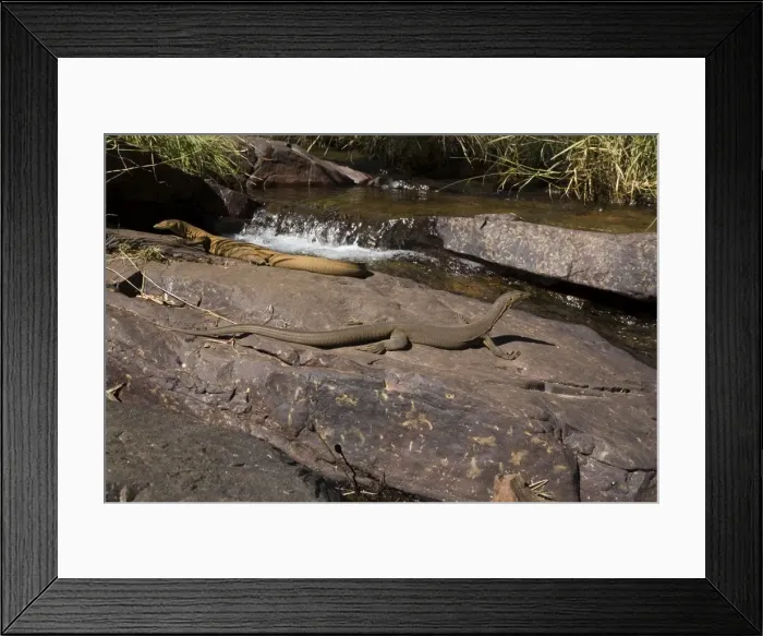 Framed Print : Merten's Water Monitors in stream habitat In the Adcock River at Galvan's Gorge, in the Kimberley, in the far northeast of Western Australia Framed Print : Merten's Water Monitors in stream habitat In the Adcock River at Galvan's Gorge, in the Kimberley, in the far northeast of Western Australia