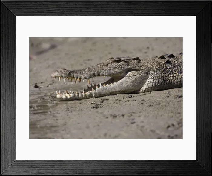 Framed Print : Saltwater Crocodile - A wild animal in Red Cone Creek, Doubtful Bay, Kimberley coastline, Western Australia. Since protection Salt Water Crocodiles have become common along the northern Australian coastline Framed Print : Saltwater Crocodile - A wild animal in Red Cone Creek, Doubtful Bay, Kimberley coastline, Western Australia. Since protection Salt Water Crocodiles have become common along the northern Australian coastline