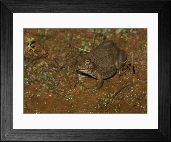 Framed Print : Water-holding Frog This species is specially adapted to live in Australian desert regions. Most of their year is spent underground as they burrow into soil to protect themselves from the heat Framed Print : Water-holding Frog This species is specially adapted to live in Australian desert regions. Most of their year is spent underground as they burrow into soil to protect themselves from the heat