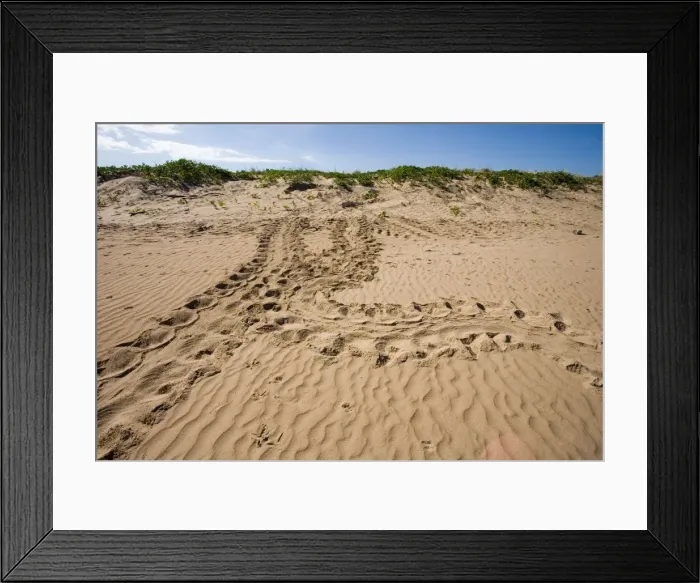 Framed Print : Flatback Turtle tracks Bare Sand Island, off the coast of Northern Territory, Australia. Flatback Turtles are endemic to to the Australian Continental Shelf Framed Print : Flatback Turtle tracks Bare Sand Island, off the coast of Northern Territory, Australia. Flatback Turtles are endemic to to the Australian Continental Shelf