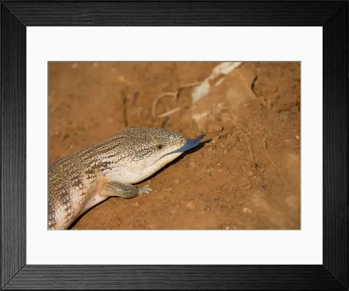 Framed Print : Common Blue-tongue Also known as Kimberley Blue-tongue. One of the world's largest skinks. Eats insects, snails and fruits. Gives birth to live young. At Mt Barnett, Gibb River Road, Kimberley, Western Australia Framed Print : Common Blue-tongue Also known as Kimberley Blue-tongue. One of the world's largest skinks. Eats insects, snails and fruits. Gives birth to live young. At Mt Barnett, Gibb River Road, Kimberley, Western Australia