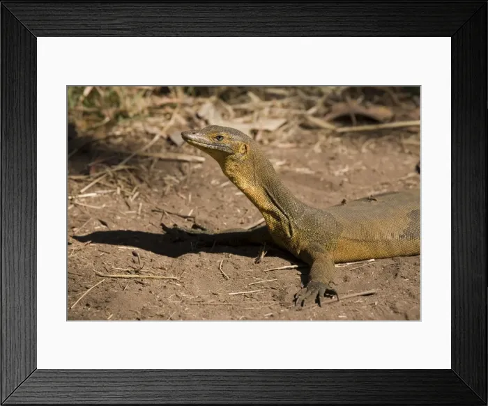 Framed Print : Merten's Water Monitor Appeared to be sunning itself on the track adjacent to the stream at Galvan's Gorge, Gibb River Road, Kimberley, Western Australia. This animal was in the process of sloughing its skin Framed Print : Merten's Water Monitor Appeared to be sunning itself on the track adjacent to the stream at Galvan's Gorge, Gibb River Road, Kimberley, Western Australia. This animal was in the process of sloughing its skin