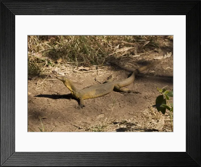 Framed Print : Merten's Water Monitor sunning itself Appeared to be sunning itself on the track adjacent to the stream at Galvan's Gorge, Gibb River Road, Kimberley, Western Australia. This animal is in the process of sloughing its skin Framed Print : Merten's Water Monitor sunning itself Appeared to be sunning itself on the track adjacent to the stream at Galvan's Gorge, Gibb River Road, Kimberley, Western Australia. This animal is in the process of sloughing its skin