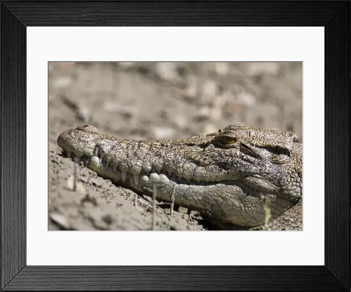 Framed Print : Salt Water Crocodile A wild animal in Red Cone Creek, Doubtful Bay, Kimberley coastline, Western Australia. Since protection Salt Water Crocodiles have become common along the northern Australian coastline