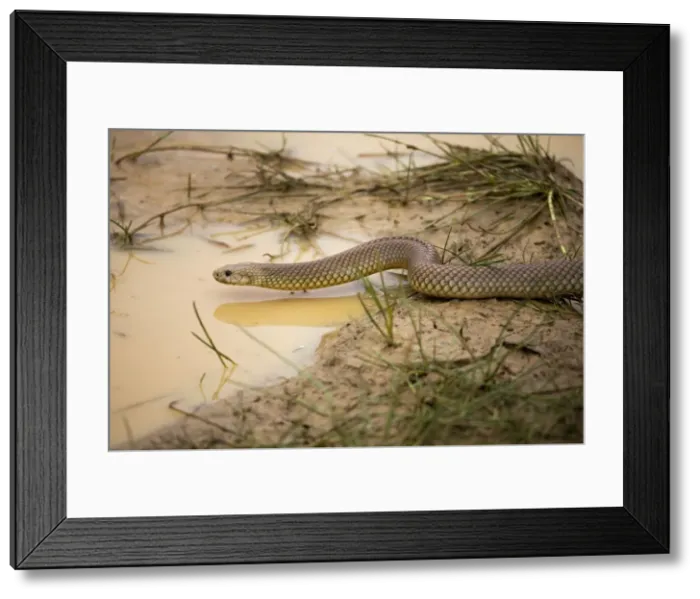 Framed Print : King Brown / Mulga Snake Also called Mulga Snake. Occurs across most of Australia except for east and south coastal regions. Inhabits most areas including grasslands, open woodlands, mulga and scrub but not wet rainforests Framed Print : King Brown / Mulga Snake Also called Mulga Snake. Occurs across most of Australia except for east and south coastal regions. Inhabits most areas including grasslands, open woodlands, mulga and scrub but not wet rainforests