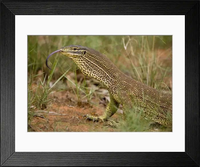Framed Print : Gould's Goanna One of Australia's largest goannas. In cold areas becomes inactive in winter. Near the Gibb River Road, Kimberley, Western Australia Framed Print : Gould's Goanna One of Australia's largest goannas. In cold areas becomes inactive in winter. Near the Gibb River Road, Kimberley, Western Australia