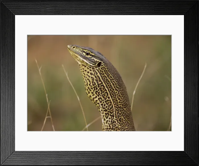 Framed Print : Gould's Goanna In cold areas becomes inactive in winter. Near the Gibb River Road, Kimberley, Western Australia Framed Print : Gould's Goanna In cold areas becomes inactive in winter. Near the Gibb River Road, Kimberley, Western Australia