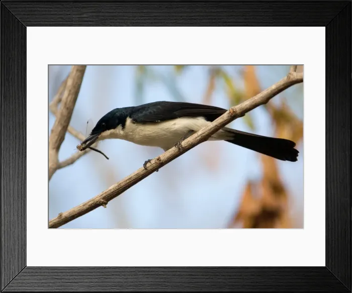 Framed Print : Restless Flycatcher At Broome Bird Observatory, Western Australia Framed Print : Restless Flycatcher At Broome Bird Observatory, Western Australia