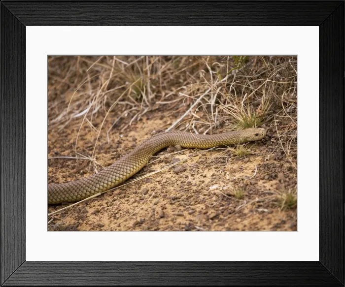 Framed Print : King Brown Snake - with tongue out Also called Mulga Snake. Occurs across most of Australia except for east and south coastal regions. Inhabits most areas including grasslands, open woodlands, mulga and scrub but not wet rainforests Framed Print : King Brown Snake - with tongue out Also called Mulga Snake. Occurs across most of Australia except for east and south coastal regions. Inhabits most areas including grasslands, open woodlands, mulga and scrub but not wet rainforests
