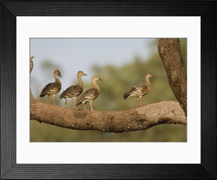Framed Print : Plumed Whistling-Ducks perched Common in swamps, flooded grasslands, lakes and billabongs across northern Australia and scattered across the eastern half of Australia Framed Print : Plumed Whistling-Ducks perched Common in swamps, flooded grasslands, lakes and billabongs across northern Australia and scattered across the eastern half of Australia