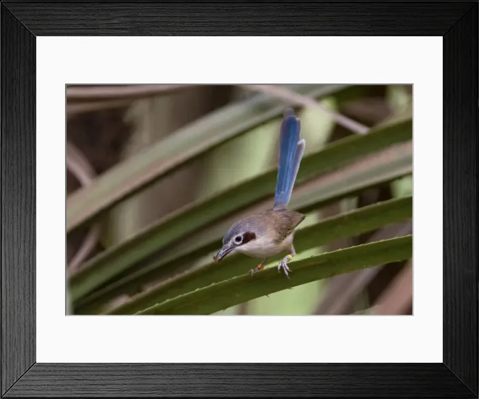 Framed Print : Purple-crowned Fairy-wren female At Mornington Wildlife Sanctuary, Kimberley, Western Australia Framed Print : Purple-crowned Fairy-wren female At Mornington Wildlife Sanctuary, Kimberley, Western Australia