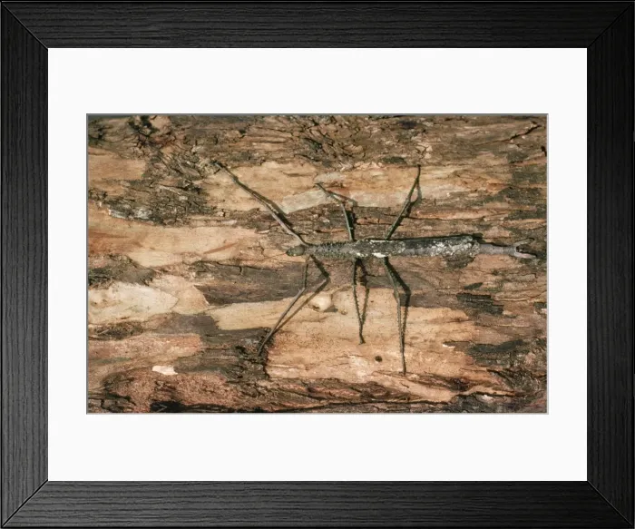 Framed Print : Large Stick Insect Tari Southern Highlands, Papua New Guinea Framed Print : Large Stick Insect Tari Southern Highlands, Papua New Guinea